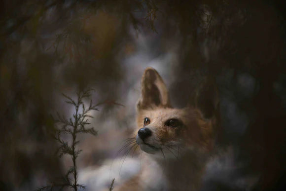 Christmas Fox - Painting Lady Designs