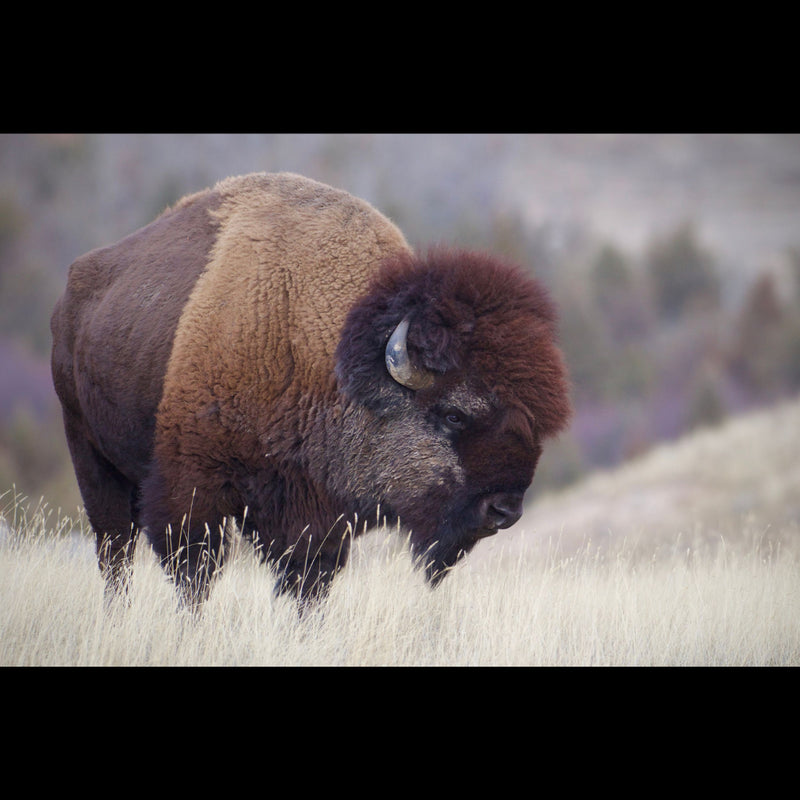 The Buffalo - Deborah Bucher Designs