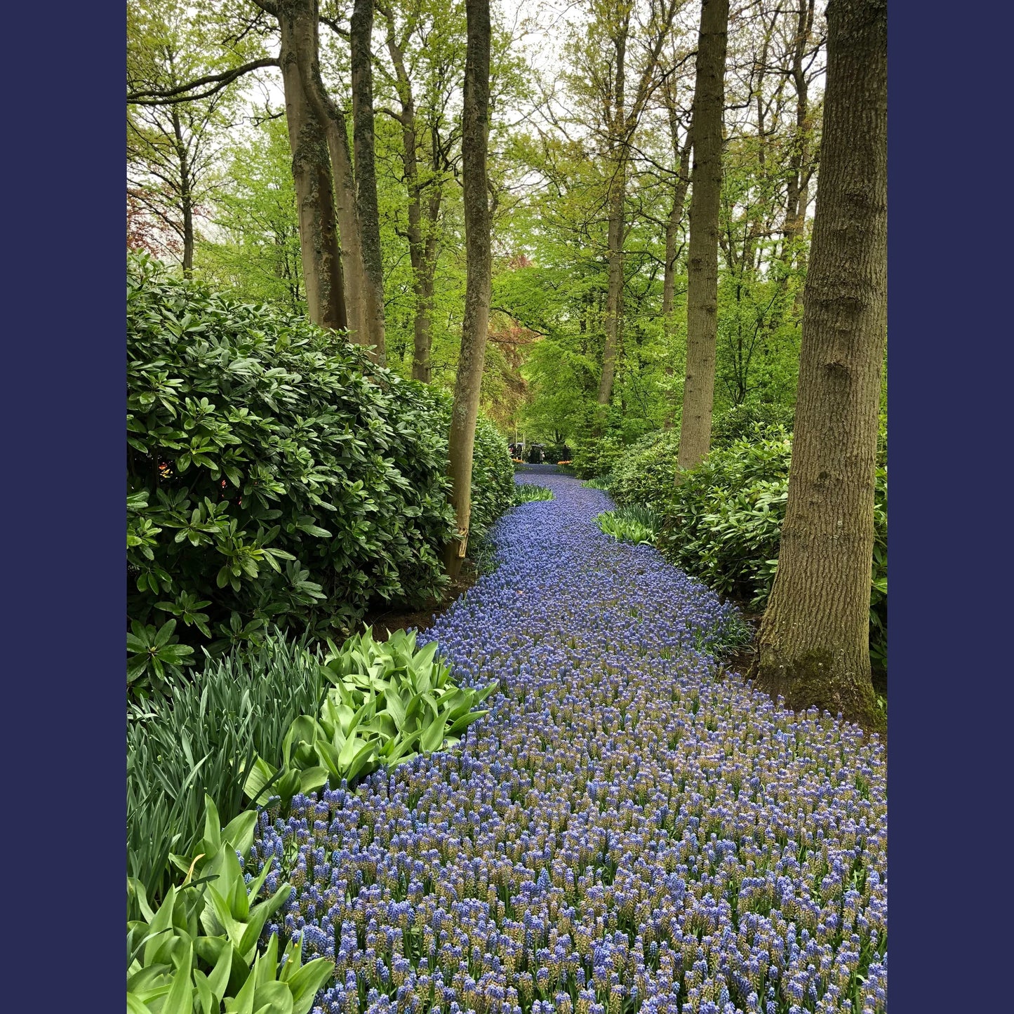 Keukenhof Gardens Decoupage Tissue - Deborah Bucher Designs