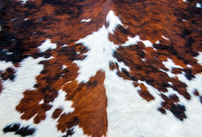 Cowhide - Roycycled Treasures