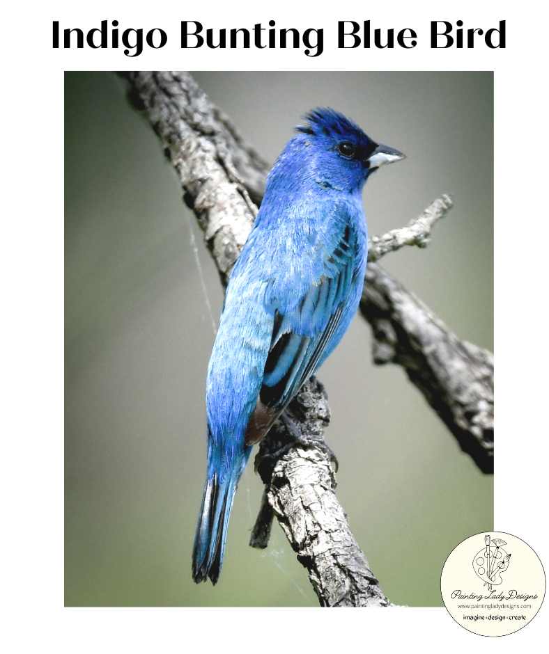 Indigo Bunting Blue Bird Decoupage Paper - Painting Lady Designs