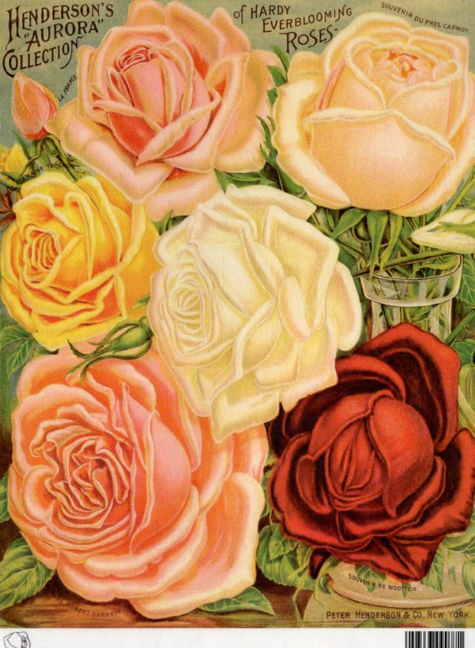 Henderson's Aurora Collection of Hardy Roses Rice Paper - Calambour