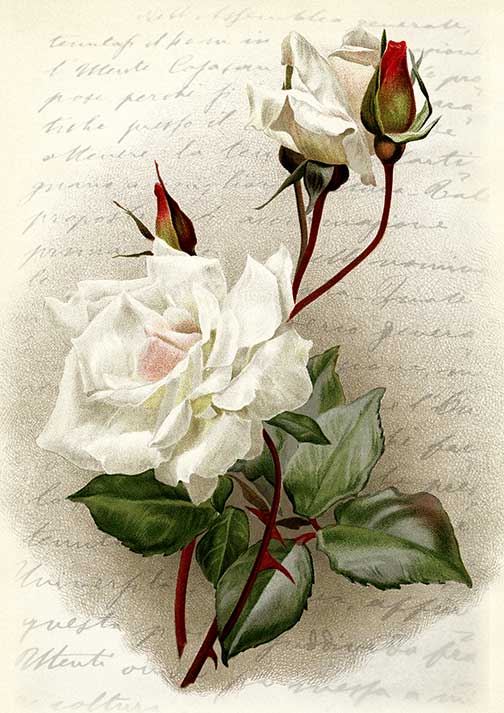 Flowers 0208 - Paper Designs