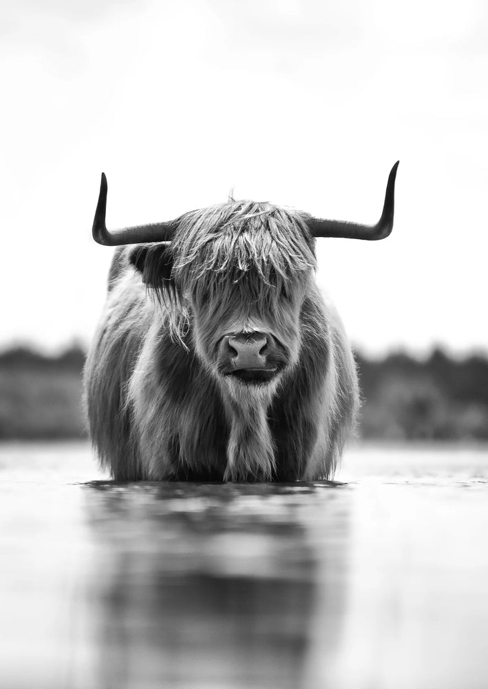 Scottish Highlander Cow Decoupage Tissue - Deborah Bucher Designs