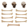 Skull & Bones by Tim Holtz - NTS