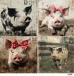 TFP Quad 0023 - Farmyard Sass
