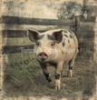 Happy Hog Tissue Paper - Flippin Furniture