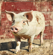 Barnyard Buddy Tissue Paper - Flippin Furniture