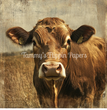 Bovine Beauty Tissue Paper - Flippin Furniture
