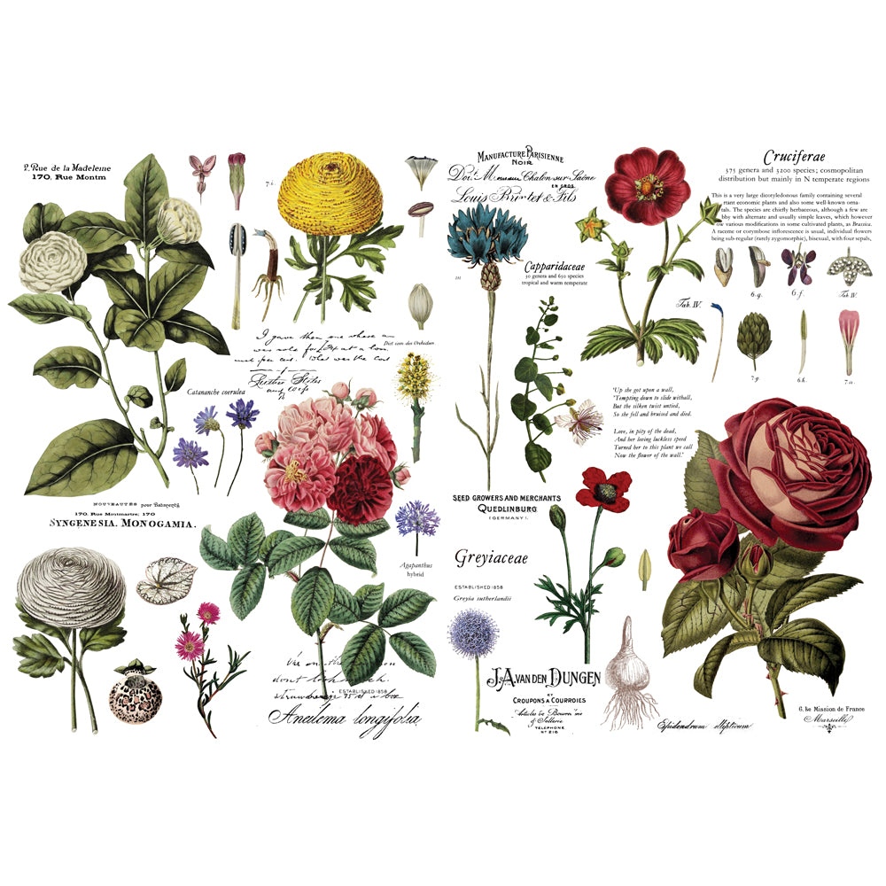 Vintage Botanical Decor Transfer - ReDesign with Prima