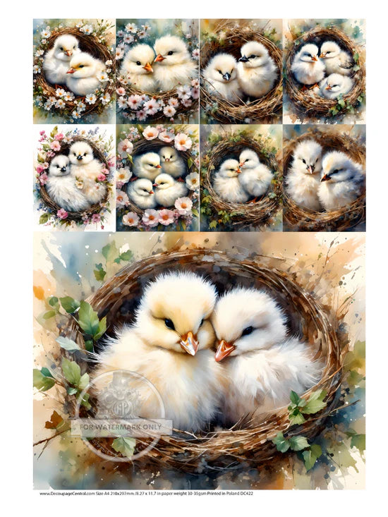 Cute & Cuddly Nest Multi Rice Paper (DC422)- Decoupage Central