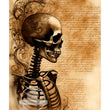 Parchment Skeleton Rice Paper - Decoupage Central