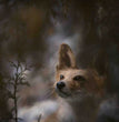 Christmas Fox - Painting Lady Designs