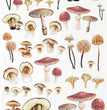 Mushrooms (2121) Rice Paper- ITD Collection