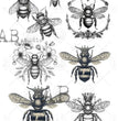 Queen Bee (#59) Rice Paper - Carte Italiano