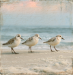 Shoreline Trio Tissue Paper - Flippin Furniture