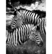 Zebras - Decoupage Paper - MINT/GGS
