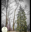 Christmas Tree Decoupage Paper - Painting Lady Designs