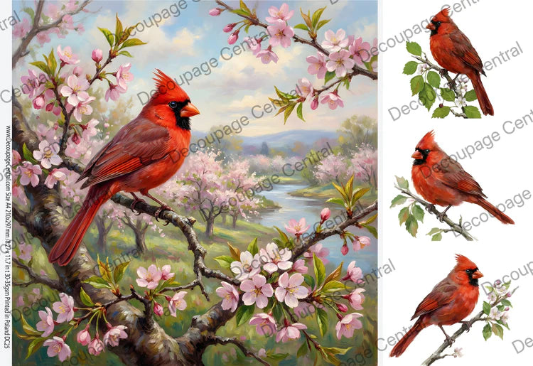 Cherry Blossom Cardinal Rice Paper (DC25) - Decoupage Central