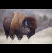 The Buffalo - Deborah Bucher Designs