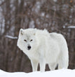 Arctic Wolf Decoupage Tissue - Deborah Bucher Designs