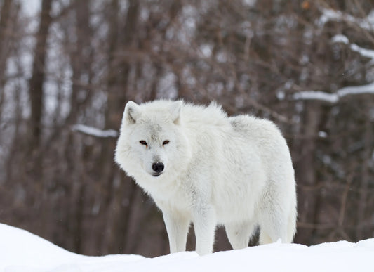 Arctic Wolf Decoupage Tissue - Deborah Bucher Designs