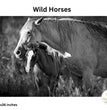 Wild Horses, B&W - Painting Lady Designs