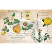 Primrose Decoupage Decor Tissue Paper - ReDesign with Prima