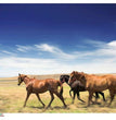 Animals 0024 (Running Horses) Rice Paper - Paper Designs