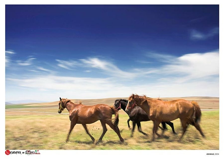 Animals 0024 (Running Horses) Rice Paper - Paper Designs