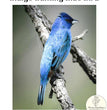 Indigo Bunting Blue Bird Decoupage Paper - Painting Lady Designs