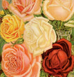 Henderson's Aurora Collection of Hardy Roses Rice Paper - Calambour