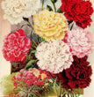 Henderson's Giant Marguerite Carnations Rice Paper - Calambour