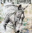 Animals 0179 (Crazy Horse I)- Paper Designs