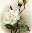 Flowers 0208 - Paper Designs