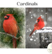 Cardinals - Painting Lady Designs
