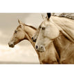 Sepia Horses Reversed - Decoupage Paper - MINT/GGS