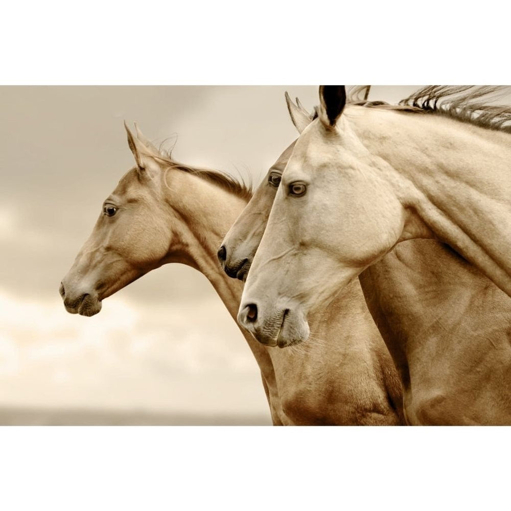 Sepia Horses Reversed - Decoupage Paper - MINT/GGS