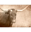 Texas Longhorn - Decoupage Paper - MINT/GGS