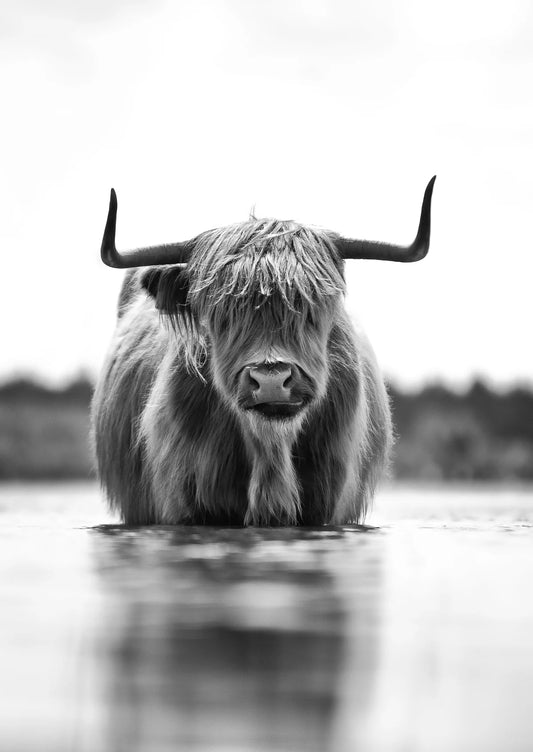 Scottish Highlander Cow Decoupage Tissue - Deborah Bucher Designs
