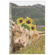 Scottish Highland with Sunflowers Decoupage Tissue - Deborah Bucher Designs